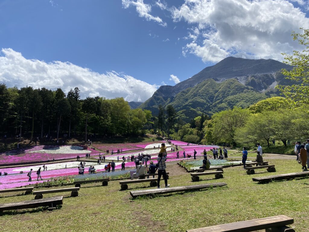 ベンチから望む武甲山と芝桜